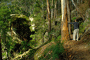 Icon of person walking along a bush trail