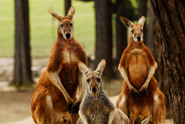 things to do in ballarat
