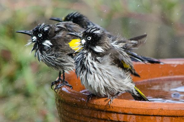 bird watching at cave hill creek