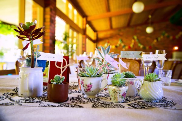succulents in cups