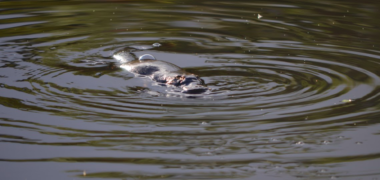 Image of a Platypus swimming in the water at Cave Hill Creek