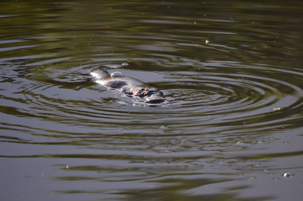 Image of a Platypus swimming in the water at Cave Hill Creek