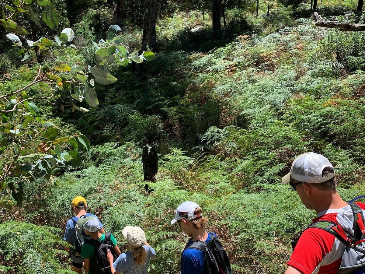 hiking-in-melbourne-forest