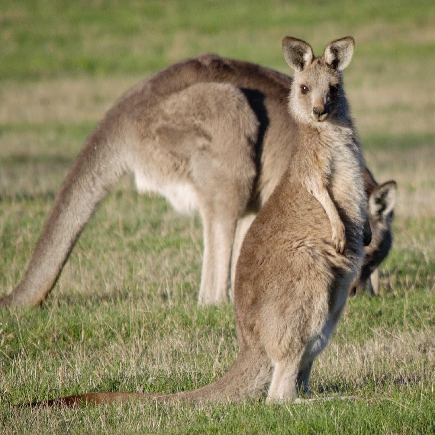 Kangaroo-grazing