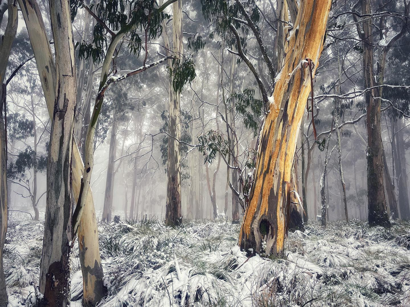 snow in spring scenic landscspe