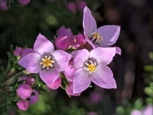 Grampians Boronia (Boronia microphylla) in full bloom in the Northern Grampians